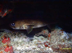 Porcupinefish,Humacao, Puerto Rico by Pedro Hernandez 